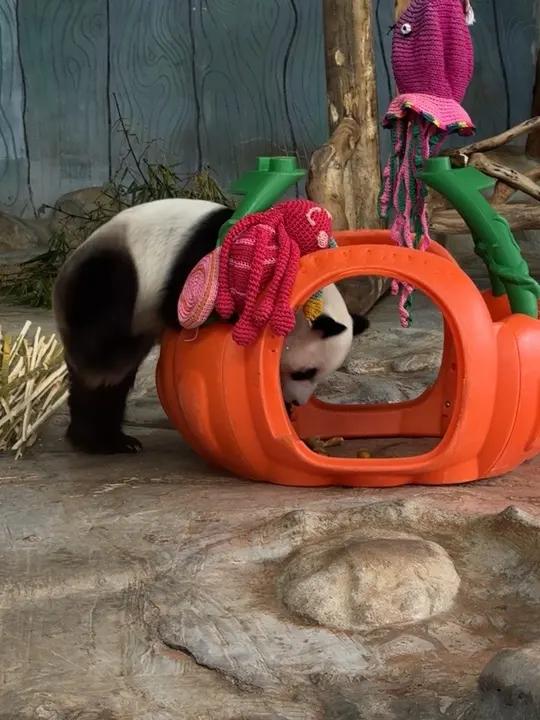 小企鹅舜舜像土豆滚落方式入南瓜中#大熊猫可爱到爆炸大熊猫舜舜