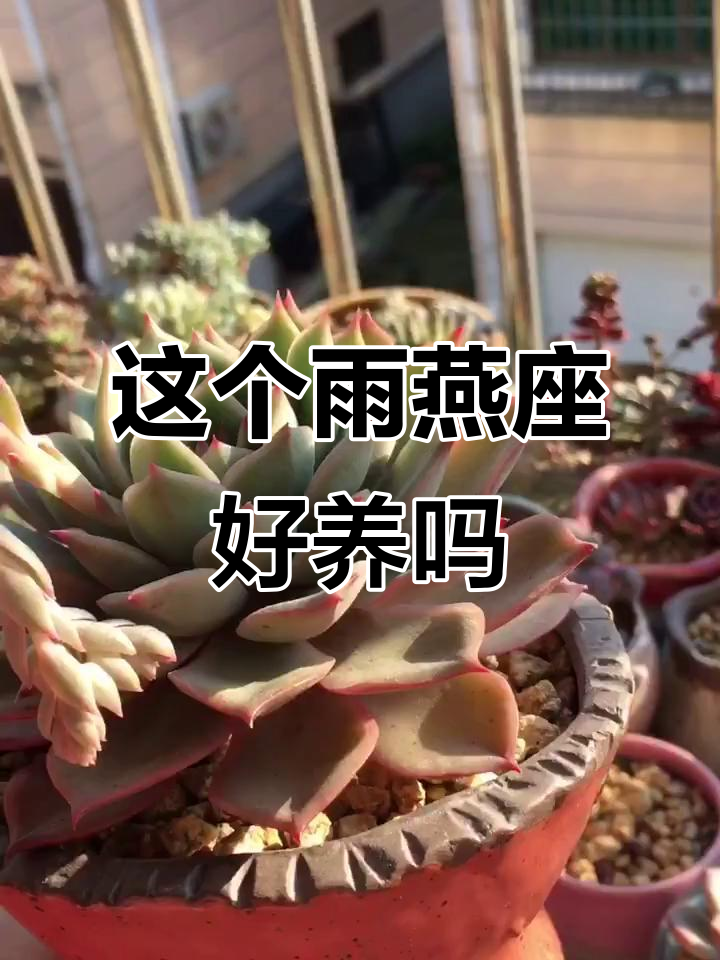 雨燕座多肉养护心得,叶子背面更红