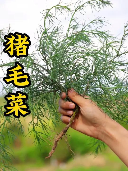 它是夏季里很好吃的一种野菜，口感鲜嫩！猪毛菜，也叫蓬子菜，以前很多，现在不大好找了，你们都