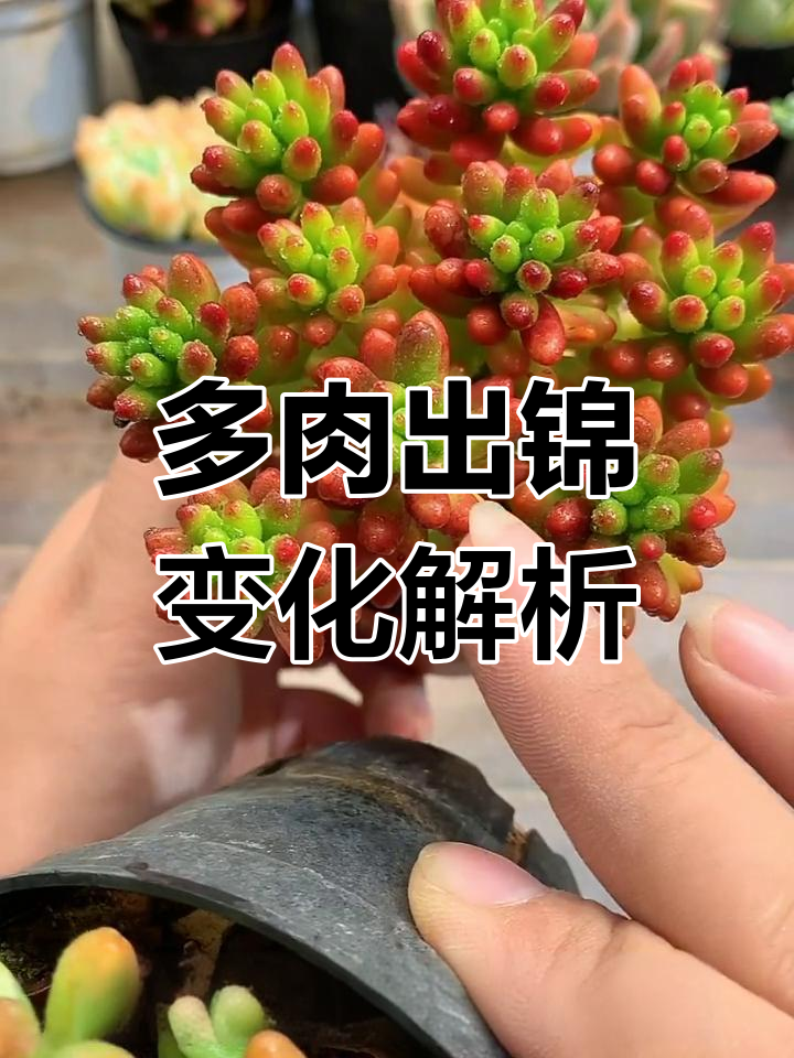 虹之玉与锦的区别,多肉变异新形态揭秘