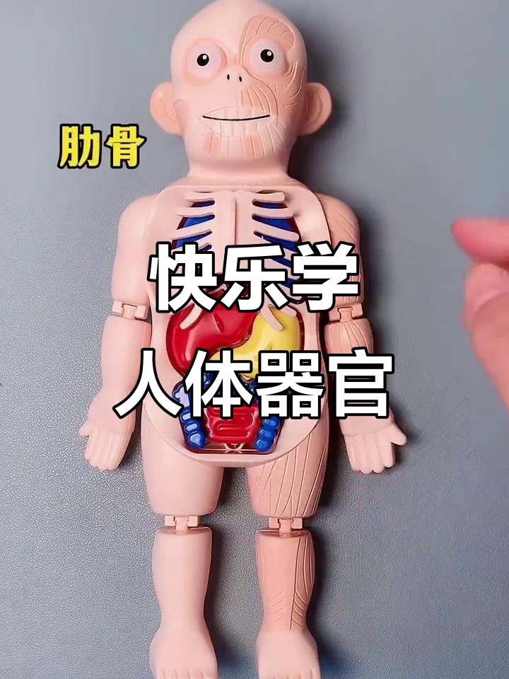 儿童趣味人体解剖,轻松记住内脏器官