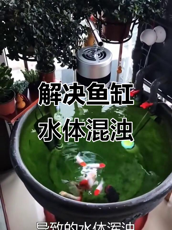 鱼缸水变浑浊?这3个原因及解决方法你必须知道