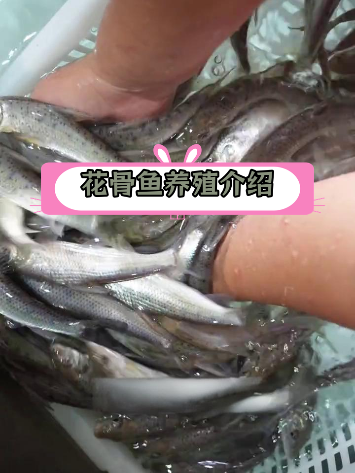 花骨鱼养殖新突破,市场前景广阔