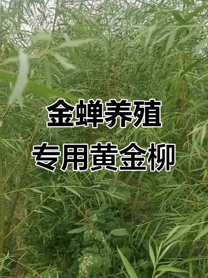 黄金柳树苗密不透风,养殖金蝉专用