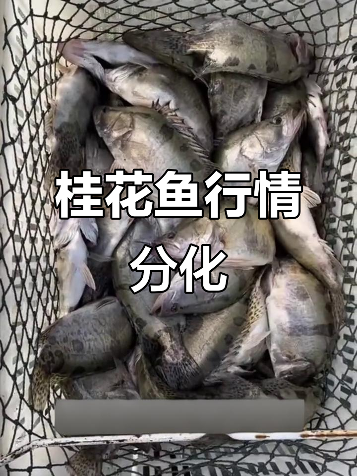 桂花鱼价格波动加剧,水霉防控成关键