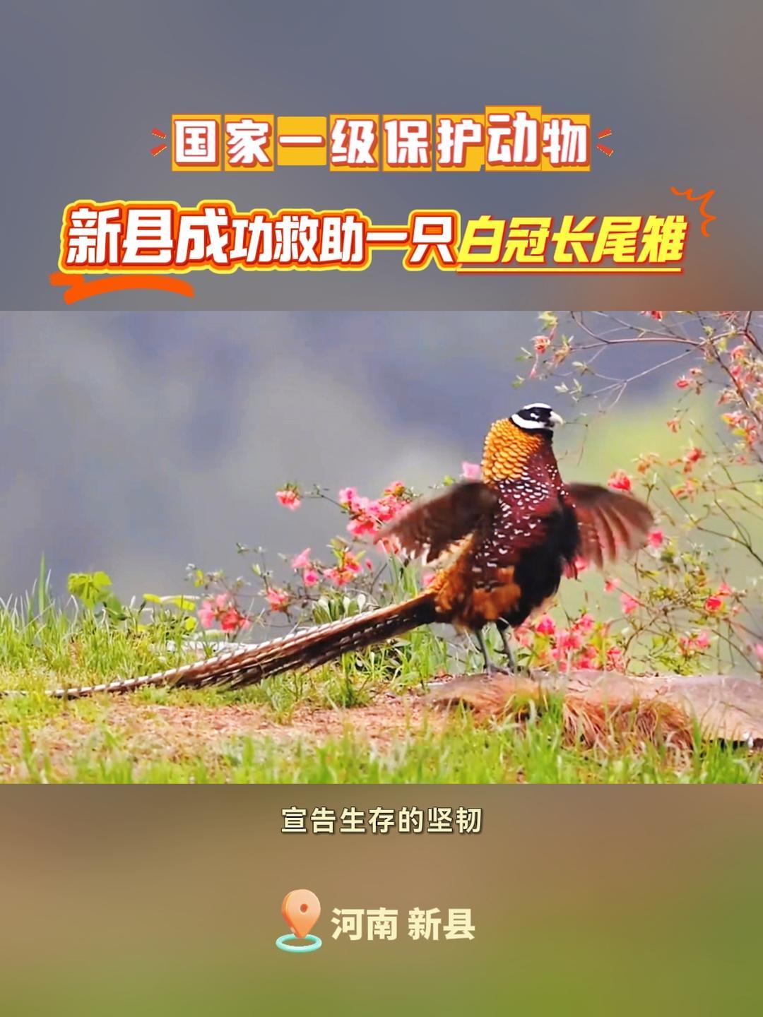 新县成功救助一只国家一级保护动物白冠长尾雉(素材来源:杨帆)国家保护动物 河南新县 白冠长