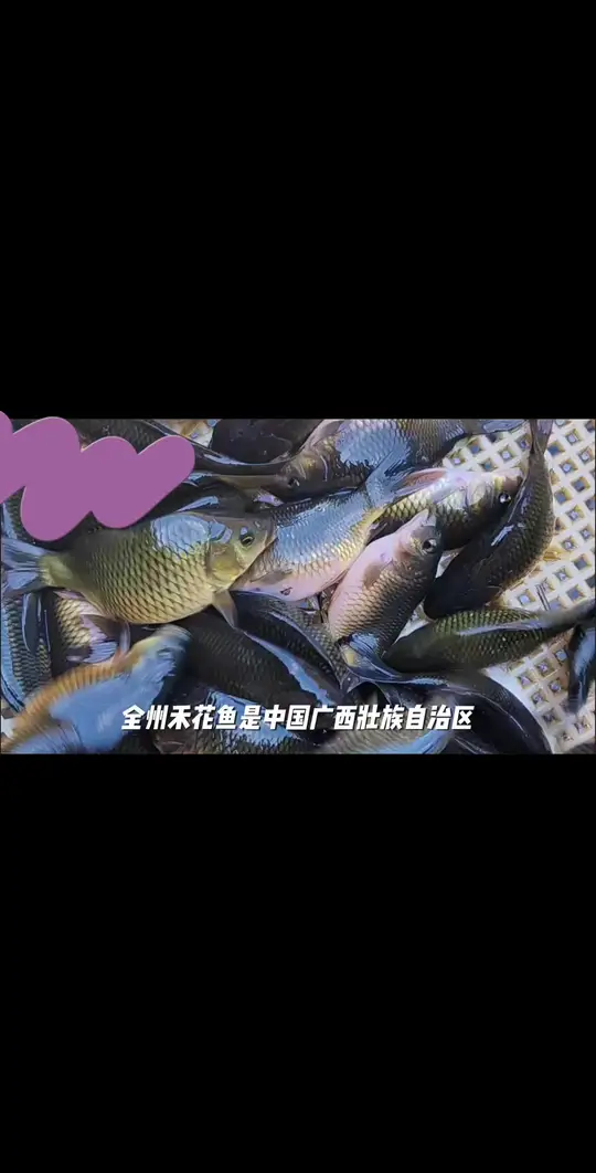 全州早稻禾花鱼,特色美味不容错过!