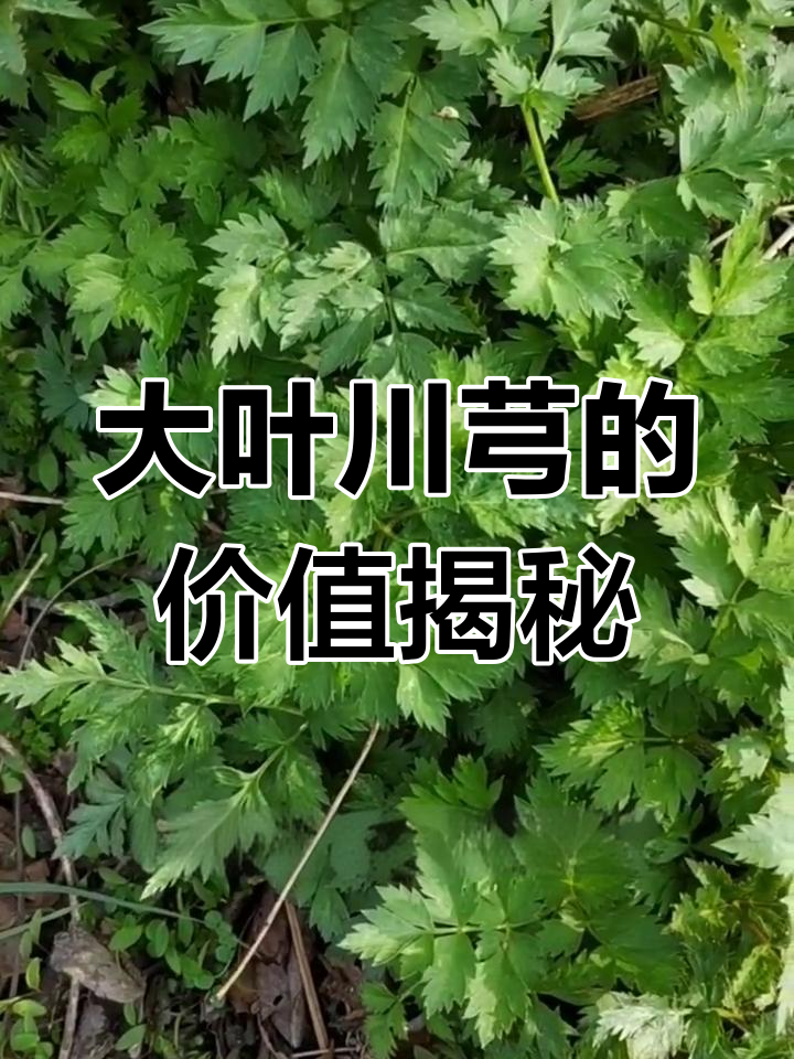 川芎:珍贵如宝的草本植物,你了解它的价值吗?