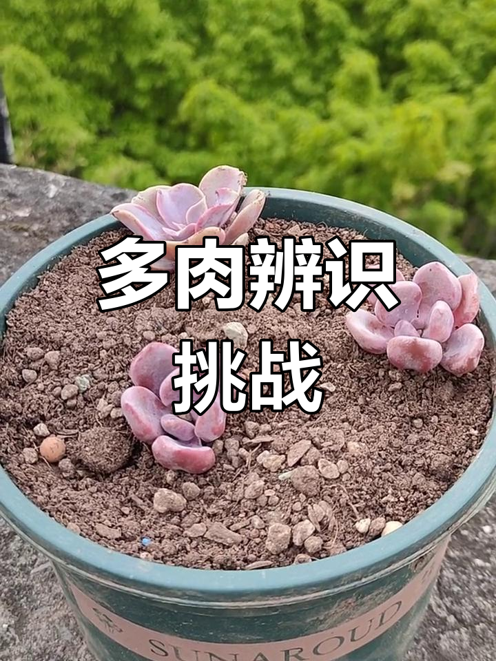 紫色多肉黛比与丘比特,鼻屎苗难分伯仲!