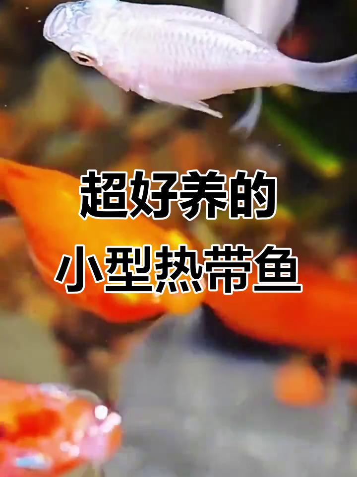 玛丽球鱼:超易养的热带观赏鱼,轻松爆缸!