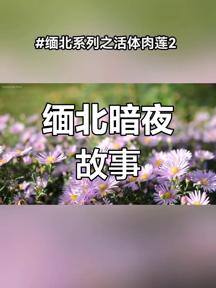 缅北的秘密交易:活体肉莲体验