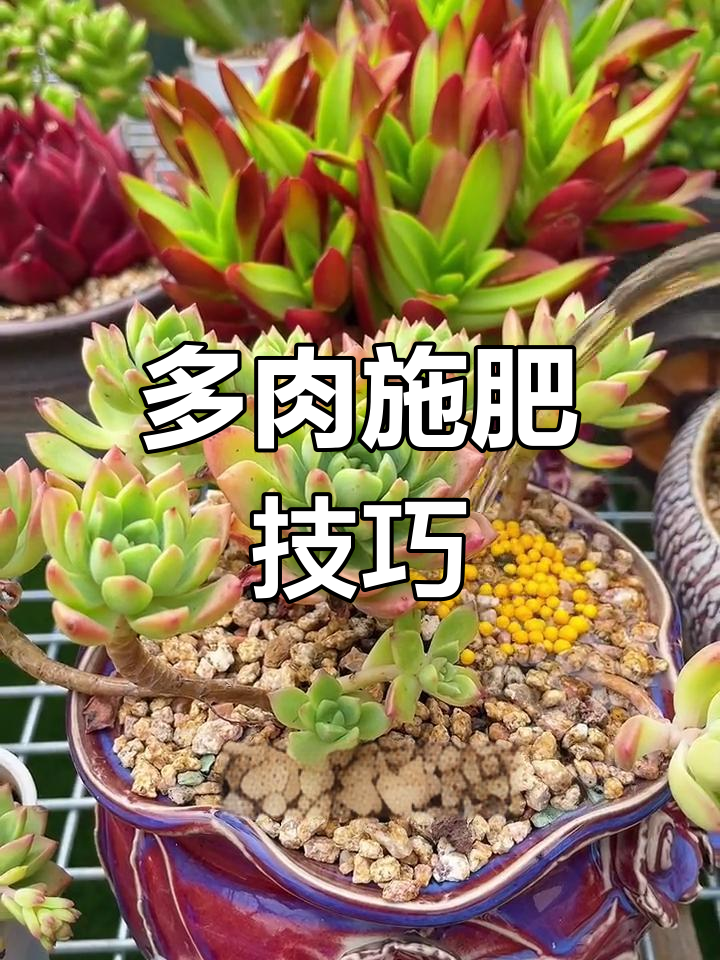 多肉施肥有诀窍,控释肥是关键,避免过度或不足