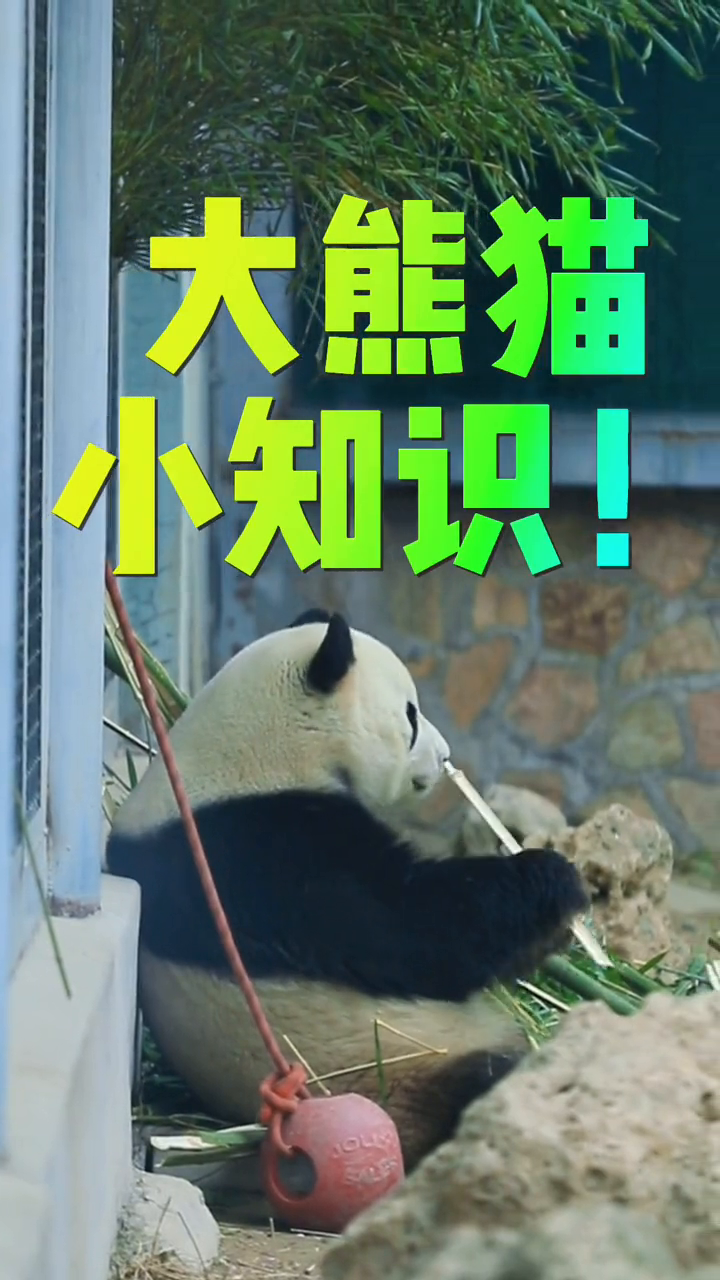 大熊猫为什么是食肉动物呢?