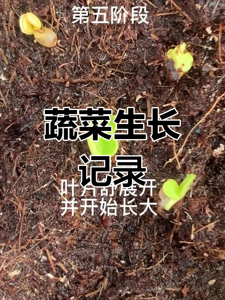 小白菜生长全过程揭秘,从发芽到长大