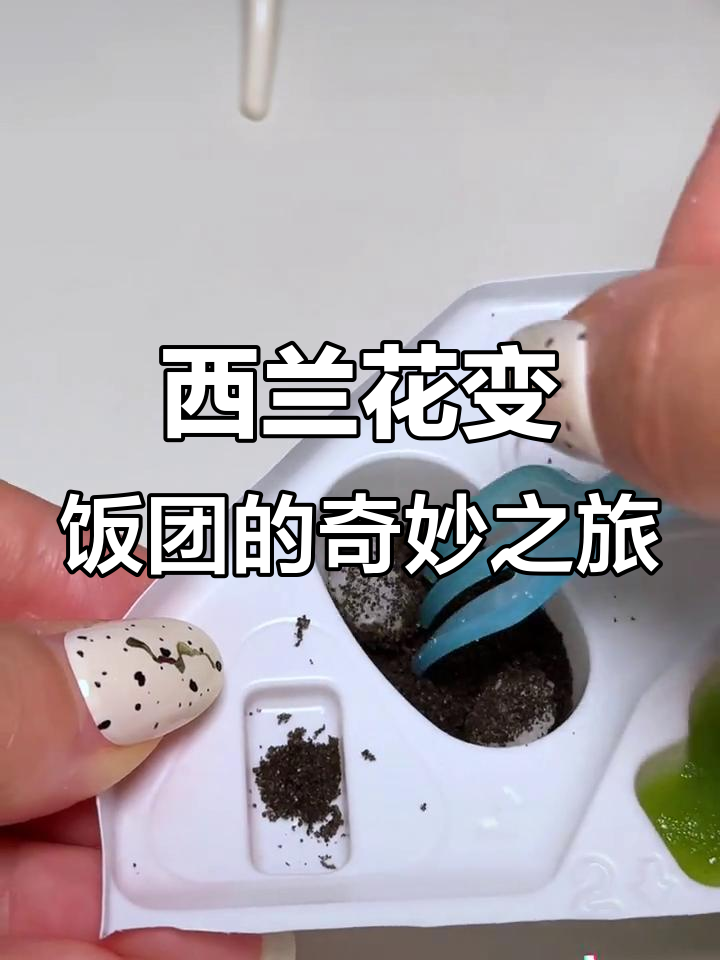 微缩大厨挑战西兰花,饭团摆盘惊现新花样!