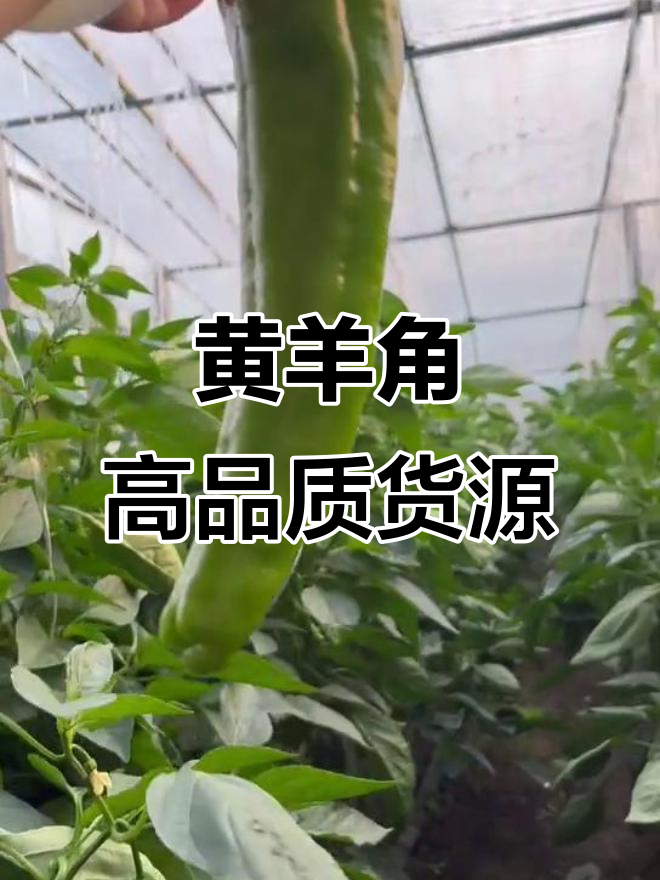 专注品质,黄羊角优质农产品大批量供应