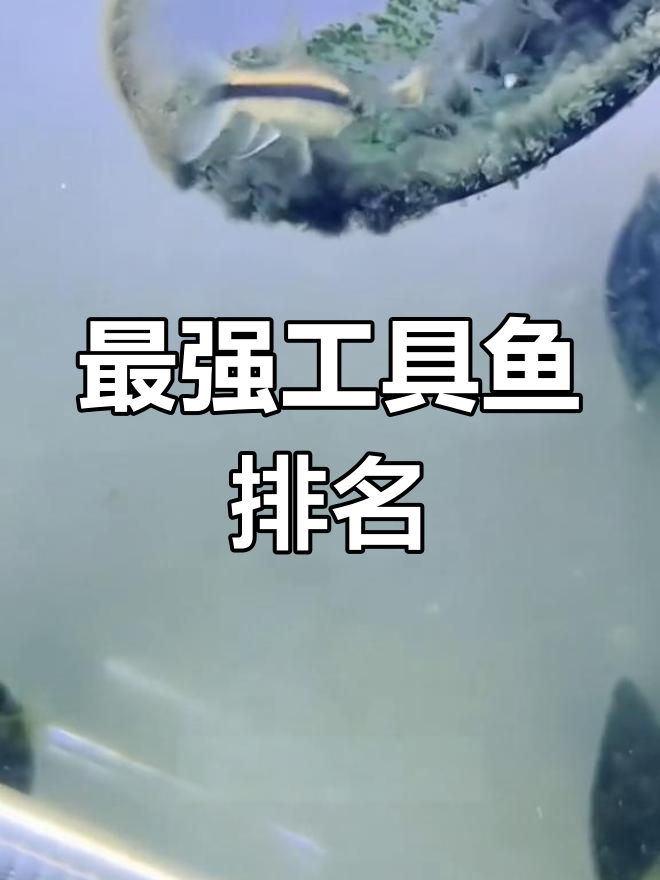 工具鱼大比拼:从青铜到王者,最强推土机登场