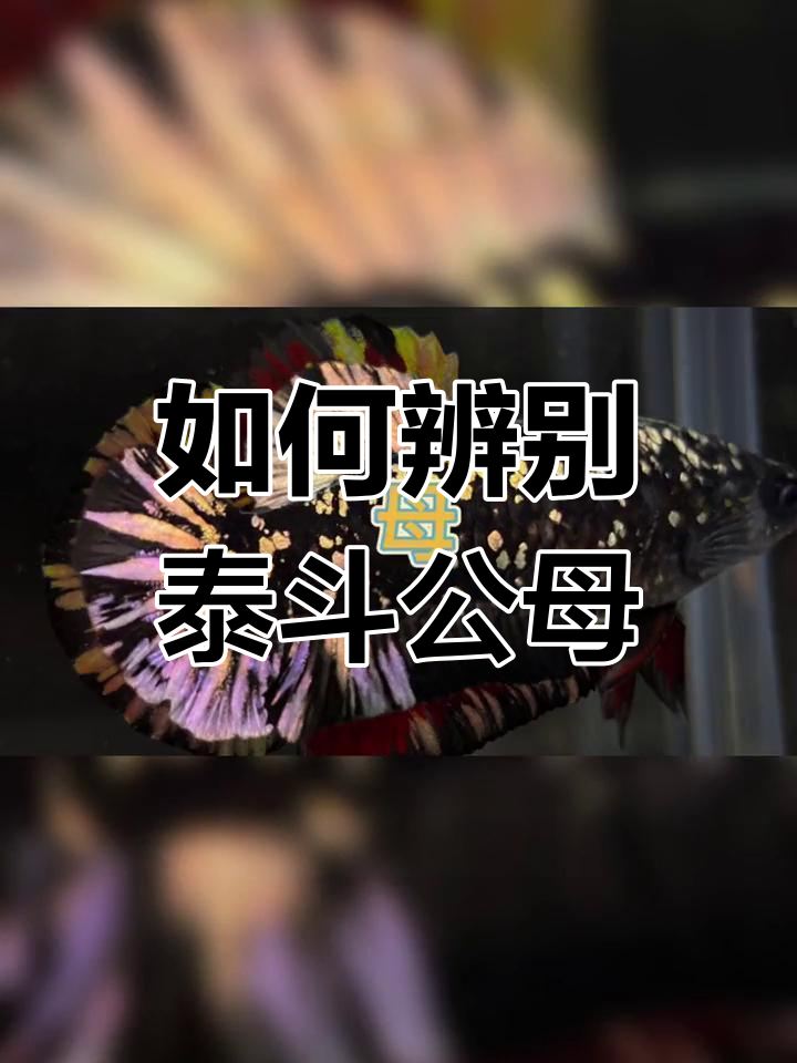 泰国斗鱼公母分辨技巧,半月与将军如何区分