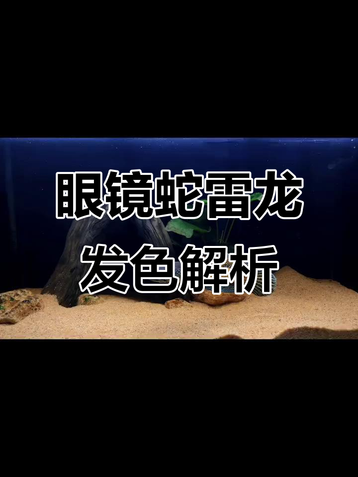 眼镜蛇雷龙发色变化揭秘:从蓝到黄的成长过程