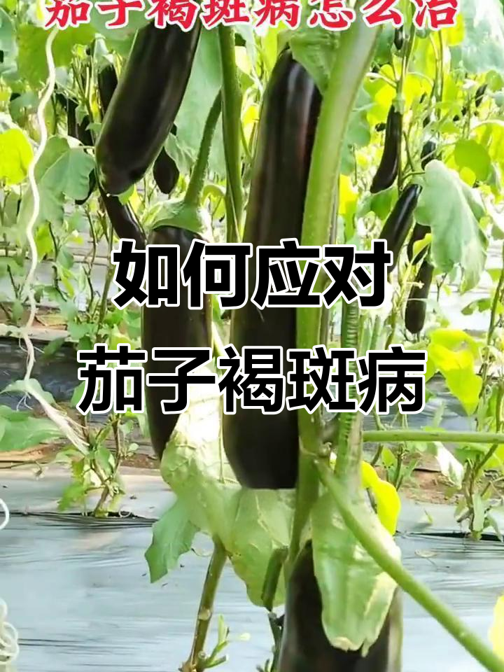 茄子褐斑病防治技巧,轻松搞定!