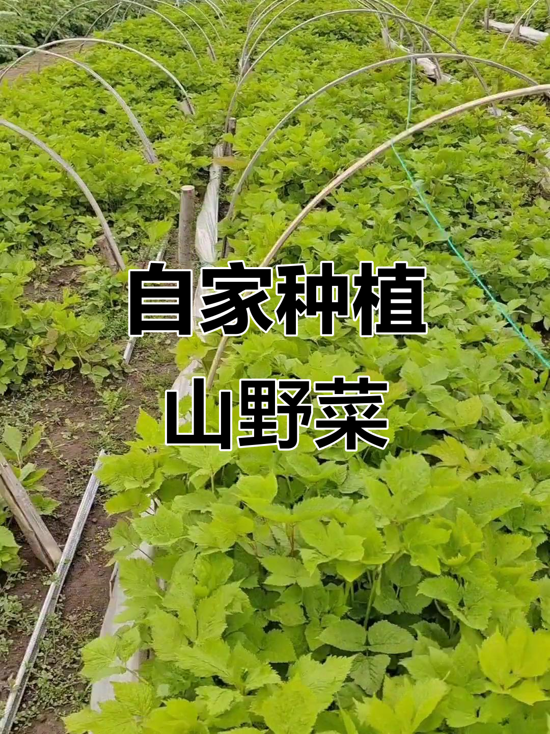 农村小院种山野菜,自给自足又简单
