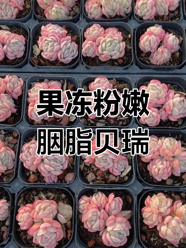 胭脂贝瑞:果冻色多肉,香气扑鼻