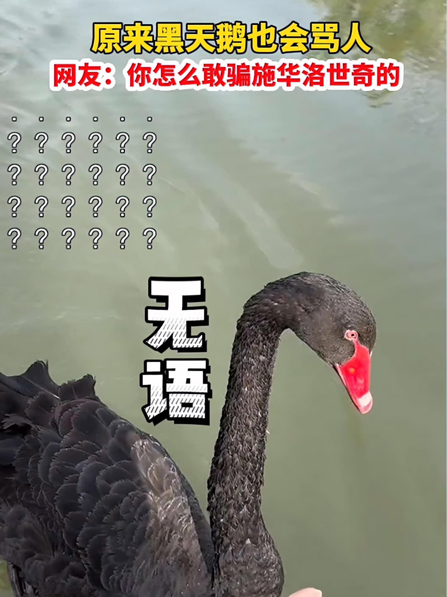3月12日,江苏扬州。原来黑天鹅也会骂人。网友:你怎么敢骗施华洛世奇的 惊不惊喜意不意外 