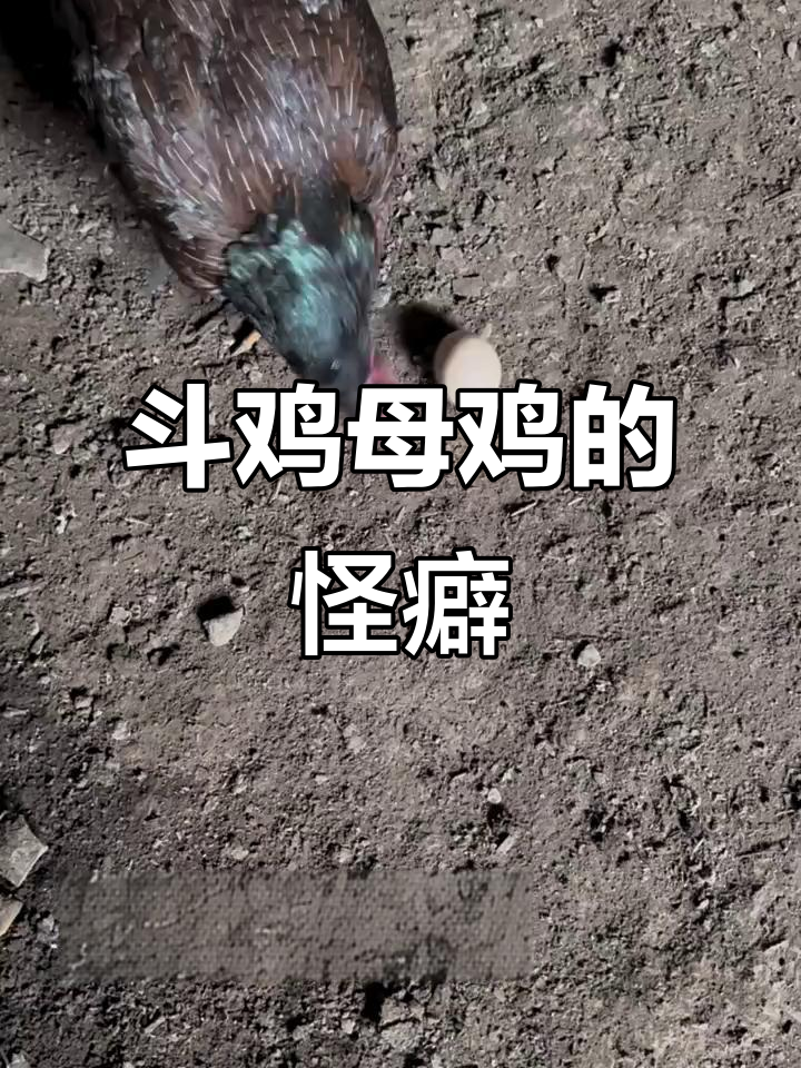 斗鸡母鸡痴蛋成瘾,每天关小黑屋防止她吃掉自己的宝贝