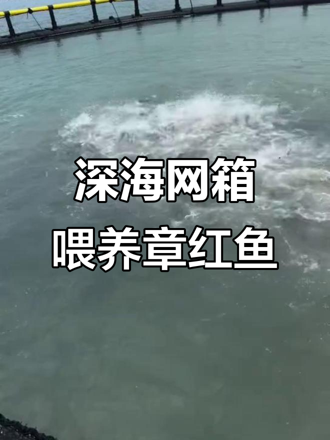 深海网箱养殖刺身章红鱼，喂食全过程揭秘