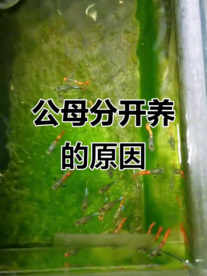 孔雀鱼公母分缸的秘密,避免早交配影响品质