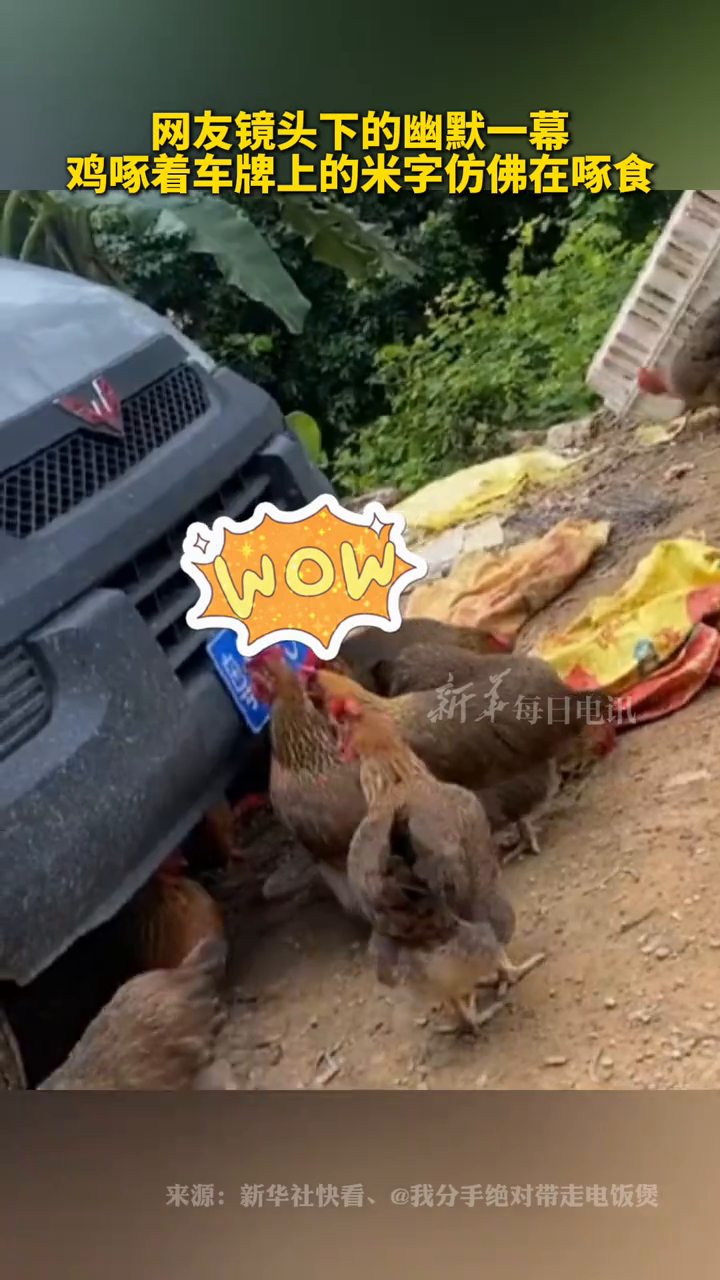 网友镜头下的幽默一幕,鸡啄着车牌上的米字仿佛在啄食