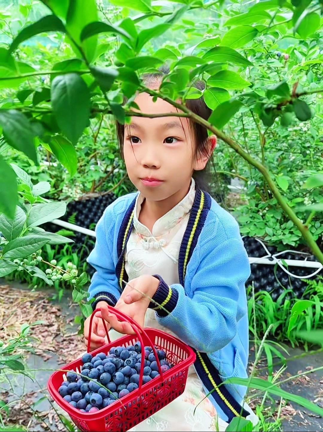 「公益助农」磐安陈董村的蓝莓成熟了,个大味甜,进园采摘随便吃 助农增收 身心两安自在磐安 