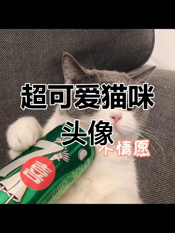 猫咪情侣头像大放送,超萌汽水照来啦!