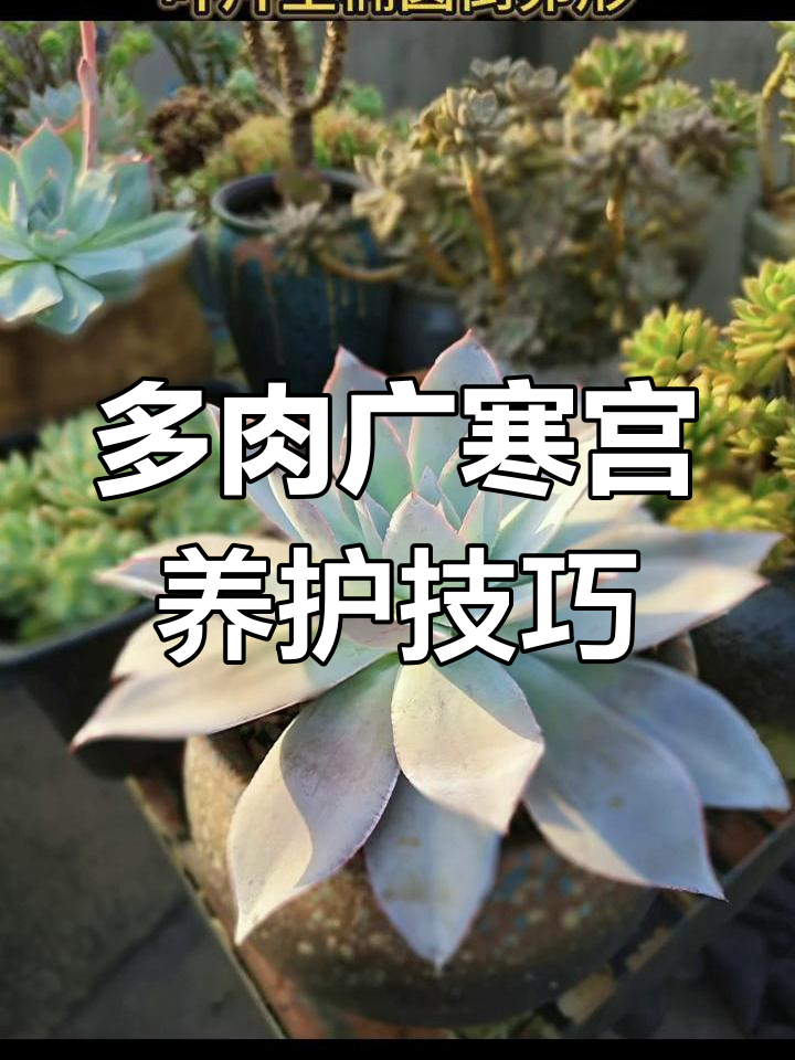 广寒宫:耐热又耐旱,颜值超能打的多肉植物