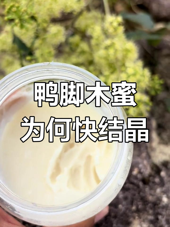 鸭脚木蜜结晶的秘密,如何控制结晶速度?