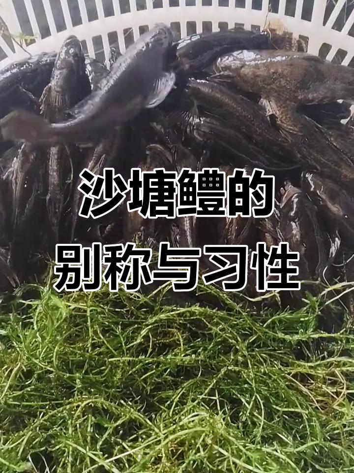 沙塘鳢:从“呆子鱼”到“虎头鲨”,外形与习性的完美结合