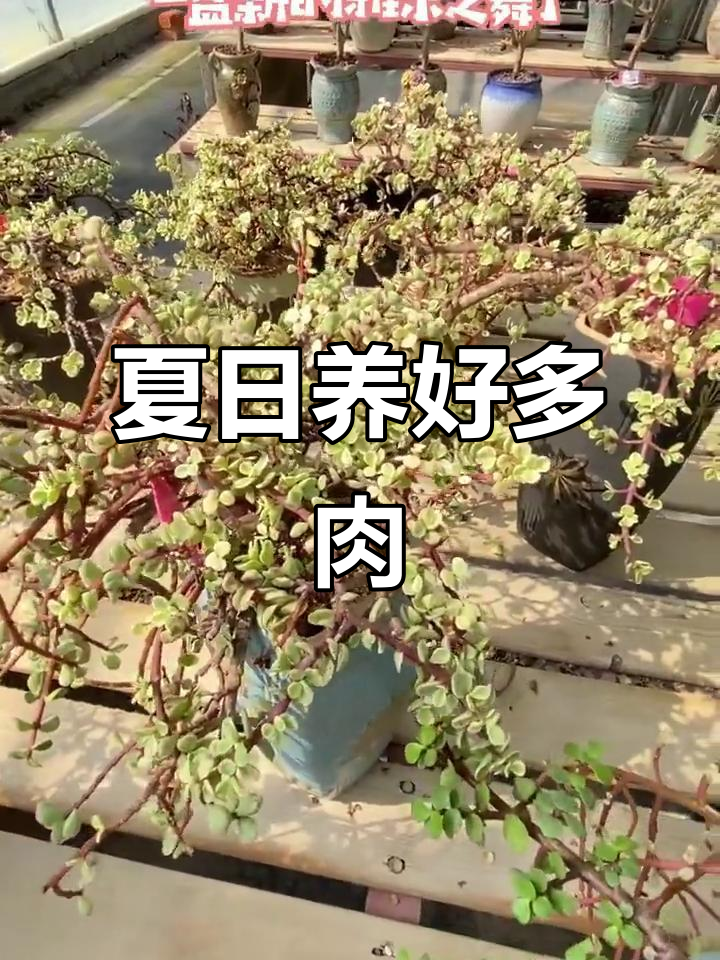 雅乐之舞：夏季养护全攻略，轻松掌握多肉植物管理