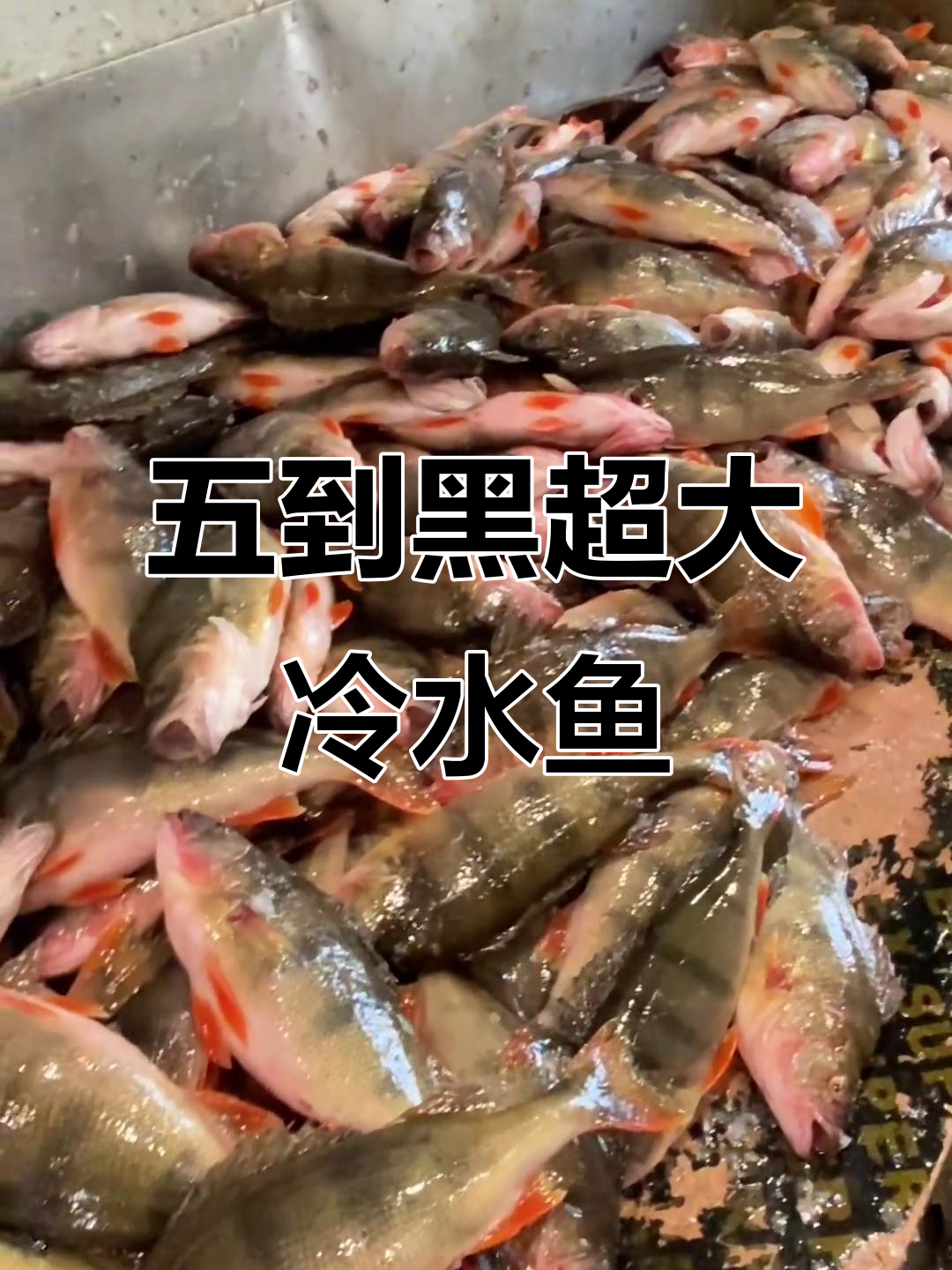福海冷水鱼大揭秘,特大号五到黑新鲜出炉