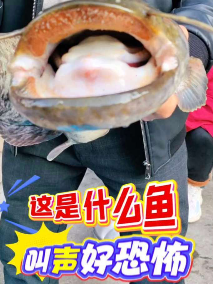 这鱼嘴张得像被雷劈过,牙龈肿成香肠,一看就是野塘里混日子的“社会鱼”,叫声还吓人 #鱼获满