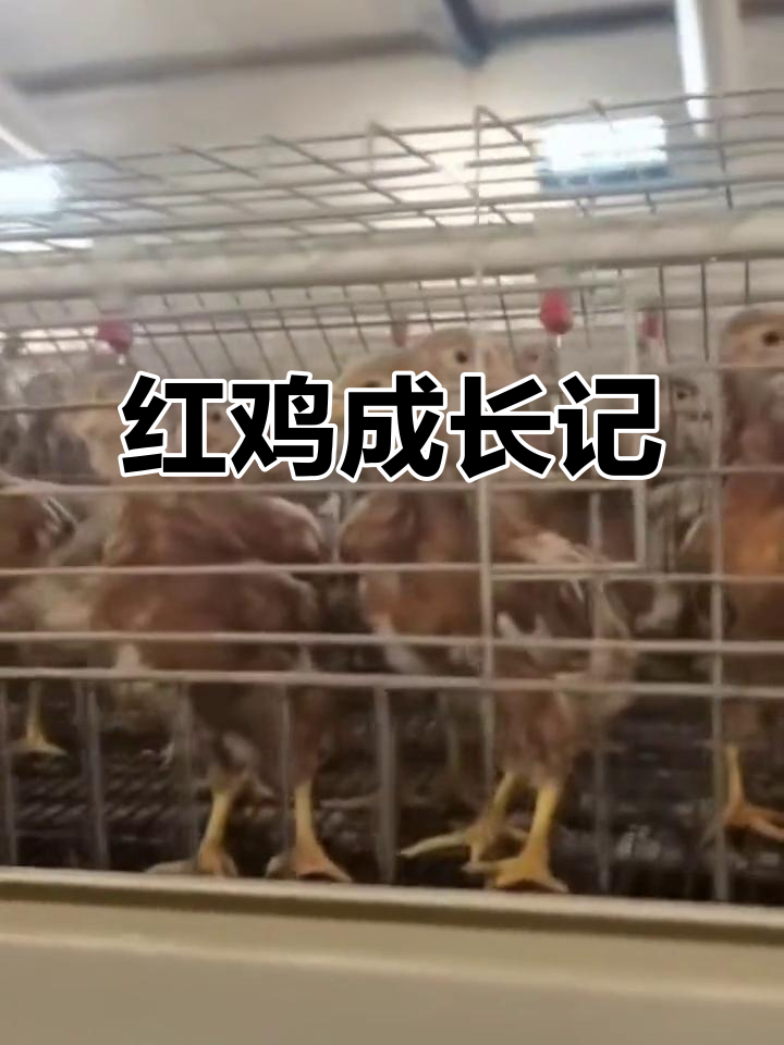 京红3四十天已达标准,150天后更显红色魅力!