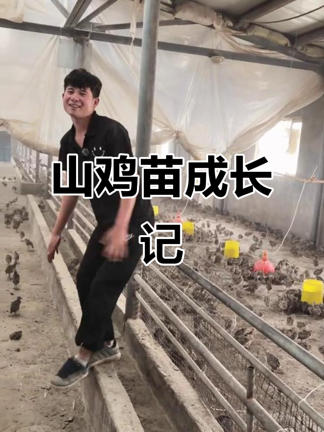 七彩山鸡苗养殖全纪录,带你了解从孵化到成长的每一个细节