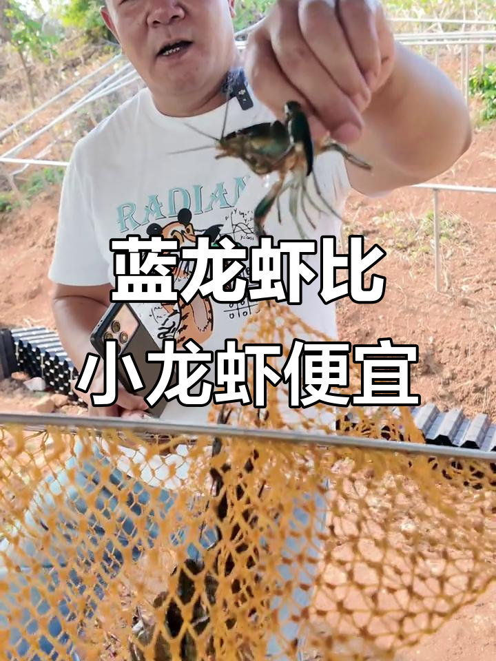 蓝龙虾性价比更高,价格更亲民