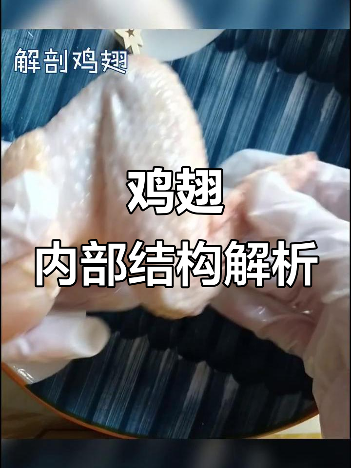 鸡翅解剖:关节、韧带与肌腹的详细观察