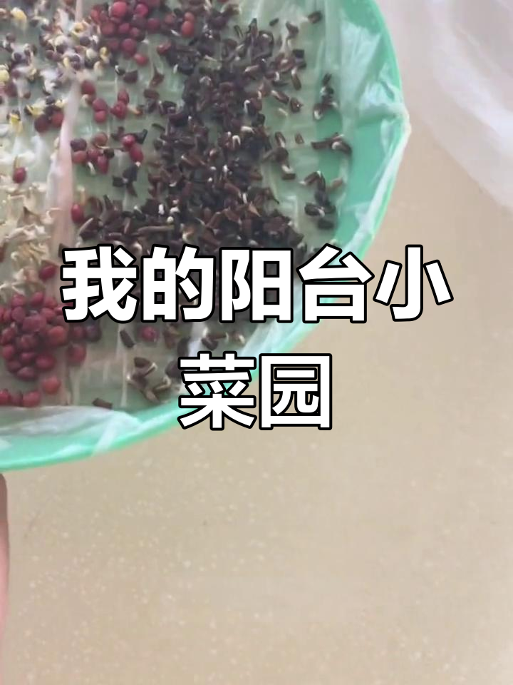 阳台小菜园初具雏形,生菜、菠菜等种子发芽记