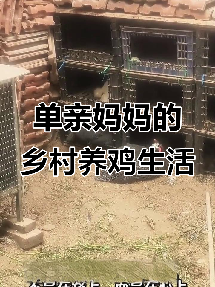 90后单亲妈妈养鸡日常,公珍珠鸡陪伴生蛋温馨瞬间