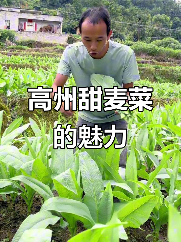高州甜麦菜:从种植到收获,美味一气呵成