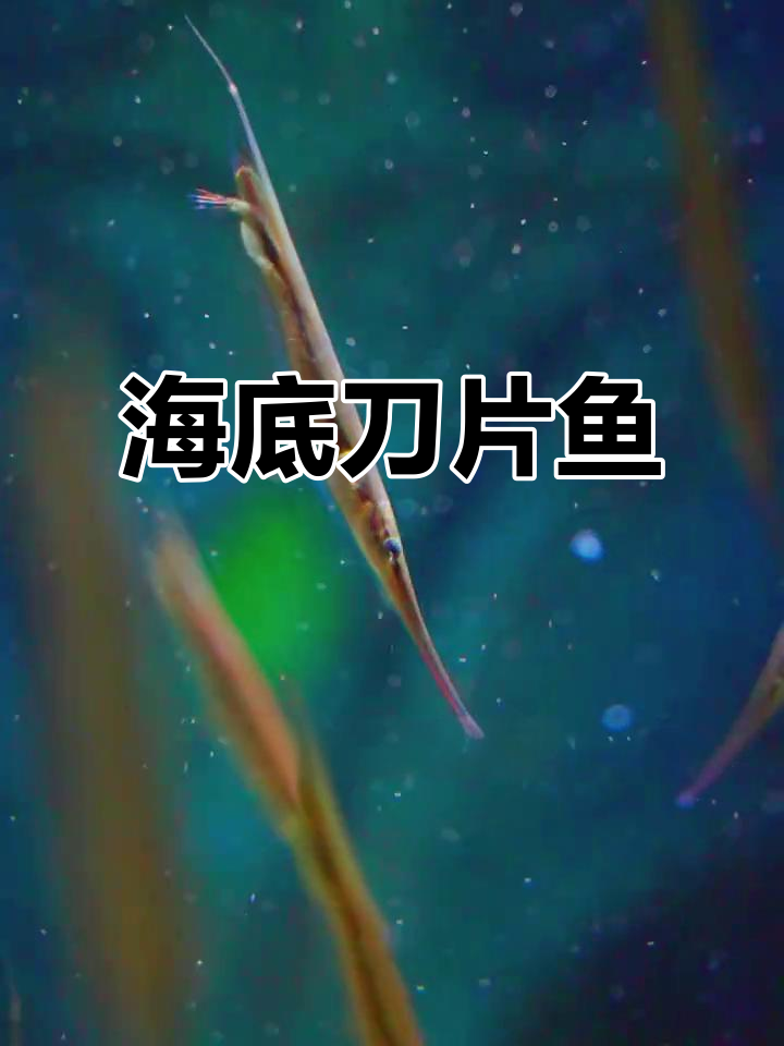 刀片鱼:奇特海底生物,胆小又群游