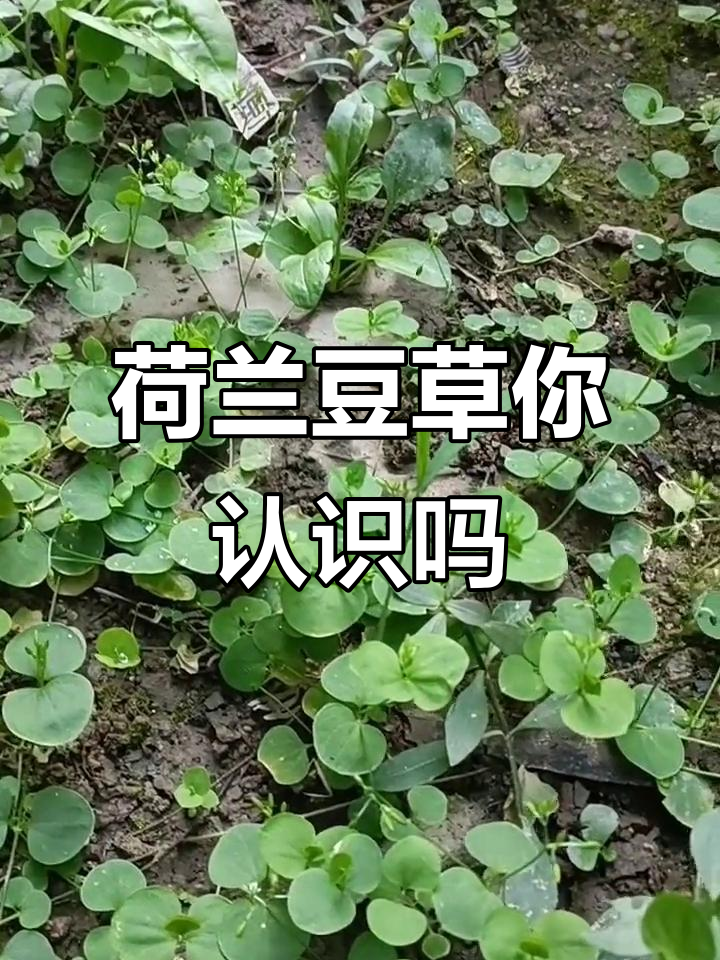 荷兰豆草与满天星,你的家乡有这种植物吗?