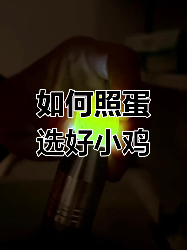 芦丁鸡孵化照蛋技巧,如何挑选发育良好的鸡蛋