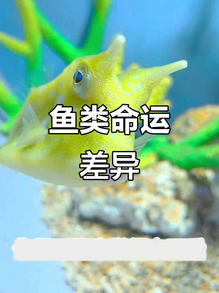 角箱鲀命运大不同,一条结伴人类,另一条遭攻击,结局意外